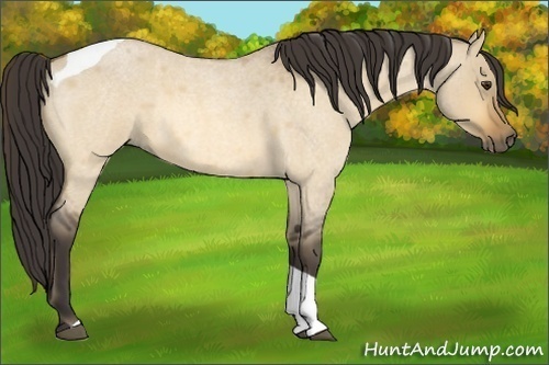 Horse Color:Buckskin Roan Dun Tobiano