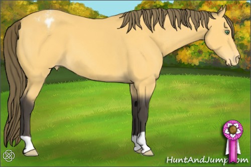 Horse Color:Buckskin Appaloosa