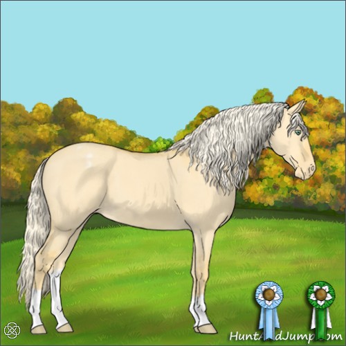 Horse Color:Palomino Dun Appaloosa 