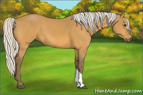 Horse Color:Silver Buckskin 