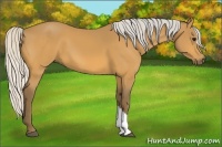 Horse Color:Silver Buckskin 