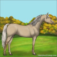 Horse Color:Silver Smoky Grullo