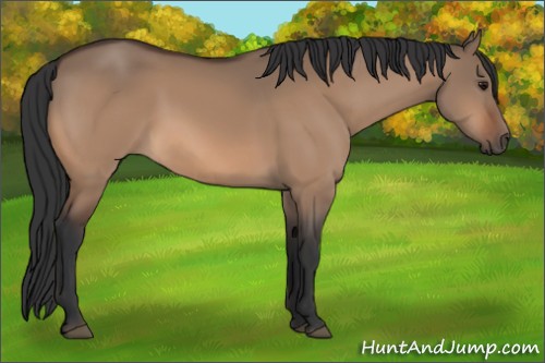 Horse Color:Bay Dun 