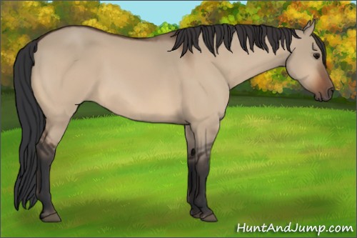 Horse Color:Bay Dun