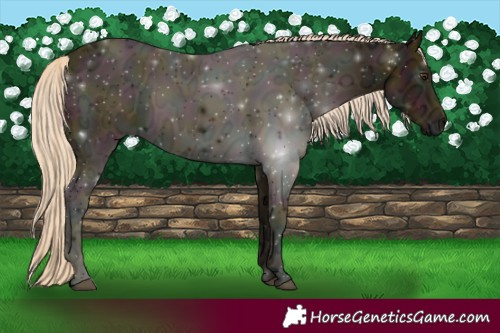 Horse Color:Midnight Palomino Ice