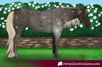 Horse Color:Midnight Palomino Ice