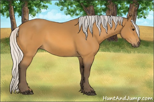 Horse Color:Silver Buckskin 