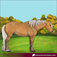Horse Color:Silver Buckskin 