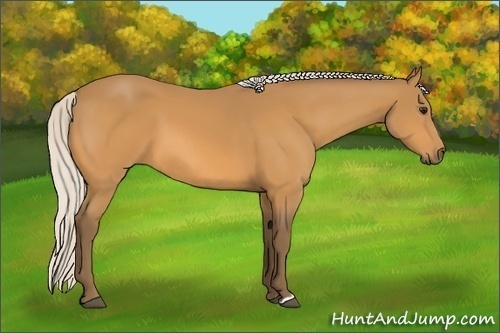 Horse Color:Silver Buckskin 
