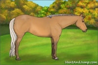 Horse Color:Silver Buckskin 