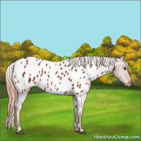 Horse Color:Chestnut Appaloosa 