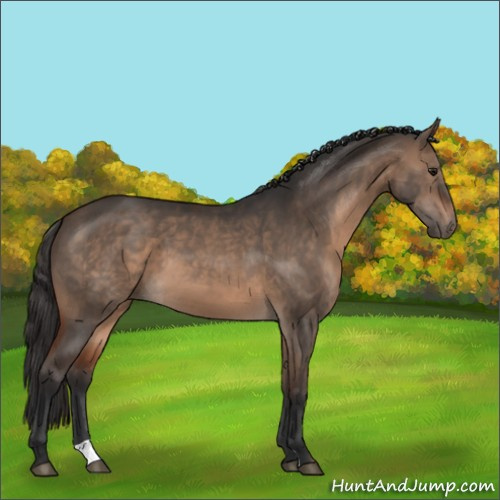 Horse Color:Brown Dun 