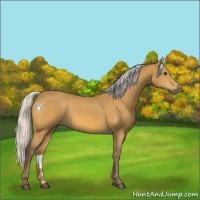 Horse Color:Silver Buckskin 