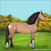 Horse Color:Bay Dun Tobiano 