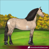 Horse Color:Bay Dun Tobiano 