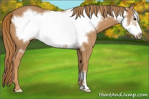Horse Color:Chestnut Frame 