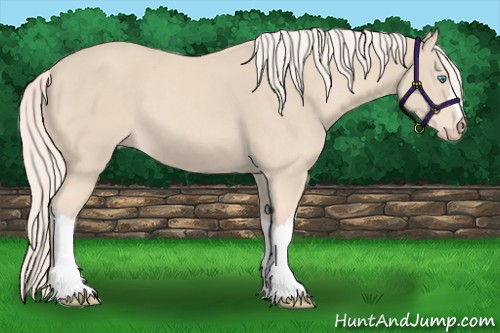 Horse Color:Cremello 