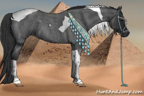 Horse Color:Blue Roan Tobiano