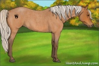 Horse Color:Silver Buckskin Roan 
