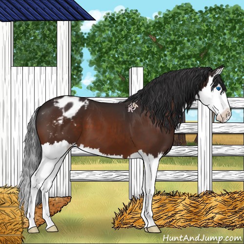 Horse Color:Bay Splash Appaloosa 
