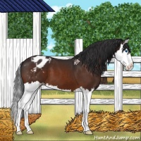 Horse Color:Bay Splash Appaloosa