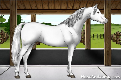 Horse Color:Gray Chestnut Tobiano