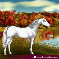 Horse Color:Perlino Dun Appaloosa 