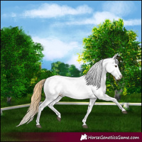 Horse Color:Buckskin Roan Dun Blanket 
