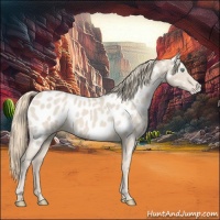 Horse Color:Smoky Creme Near Leopard 