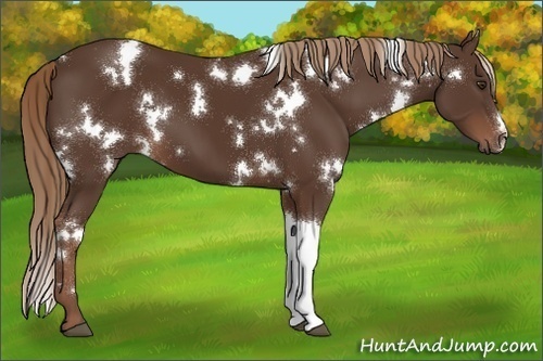 Horse Color:White Spotted Liver Chestnut 