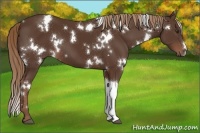 Horse Color:White Spotted Liver Chestnut