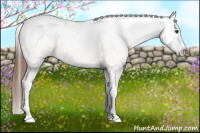 Horse Color:Chestnut Appaloosa 