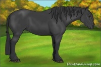 Horse Color:Black 