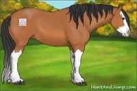 Horse Color:Bay Splash 