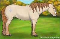 Horse Color:Red Dun Roan Splash 