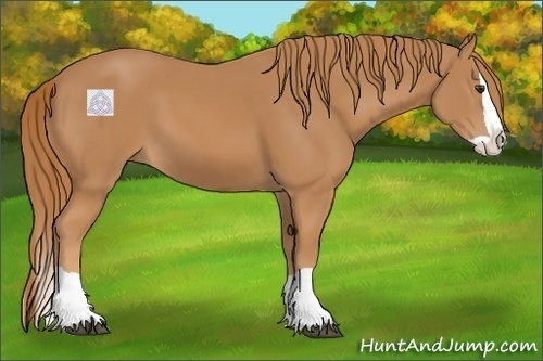 Horse Color:Chestnut Splash