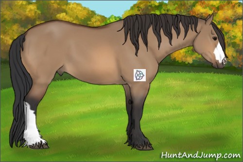 Horse Color:Bay Dun