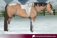 Horse Color:Bay Dun Tobiano 