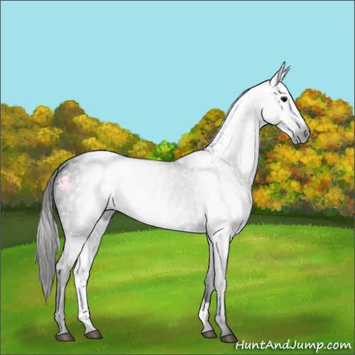 Horse Color:Gray Black 