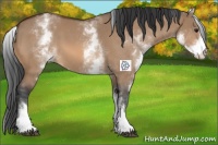 Horse Color:White Spotted Bay Dun 