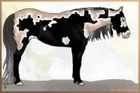 Horse Color:Amber Champagne Roan Splash Frame 