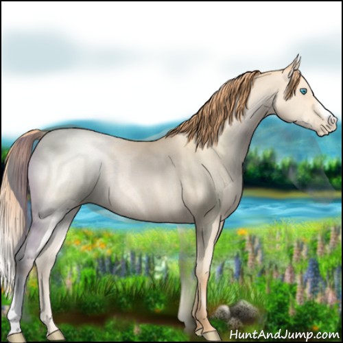 Horse Color:Buckskin Pearl Rabicano 
