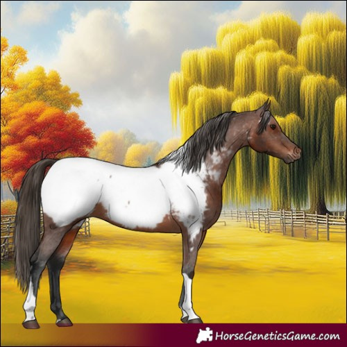 Horse Color:Gray Bay Tobiano Near Fewspot Rabicano 