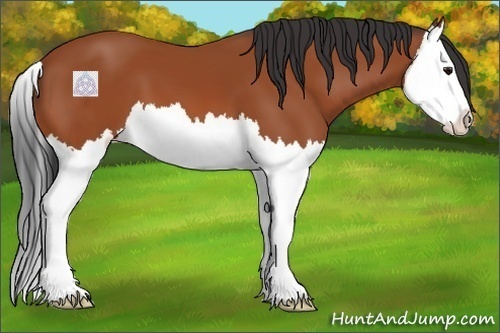 Horse Color:Bay Splash