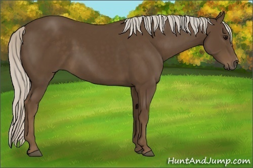 Horse Color:Silver Smoky Black