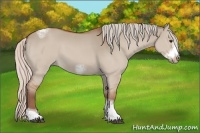 Horse Color:Silver Bay Dun Sabino Tobiano Frame Rabicano 