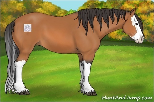 Horse Color:Bay Splash