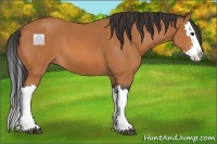 Horse Color:Bay Splash 