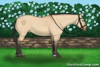 Horse Color:Bay Dun Sabino 