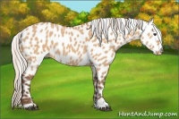 Horse Color:Silver Bay Dun Appaloosa 